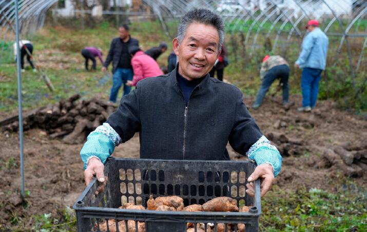 陜西省漢中市略陽縣天麻種植基地采挖現(xiàn)場。